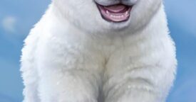 Free Polar Jumping Bear 3D [ENDED]