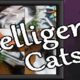 Free Intelligence: Cats [ENDED]